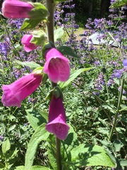Digitalis purpurea