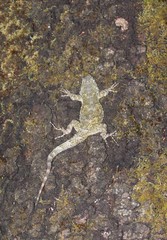 Sceloporus asper
