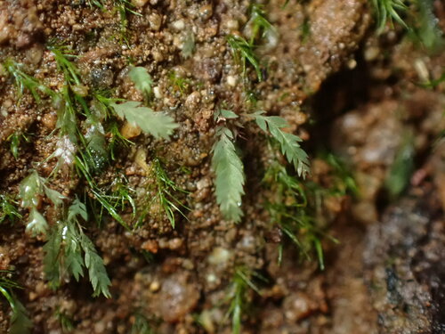 Image of Luminous Moss (Schistostega pennata) by no rights reserved