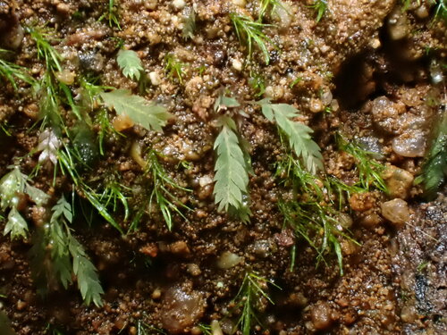 Image of Luminous Moss (Schistostega pennata) by no rights reserved