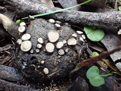 Poronia erici