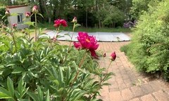 Paeonia