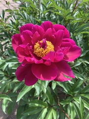 Paeonia