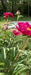 Paeonia