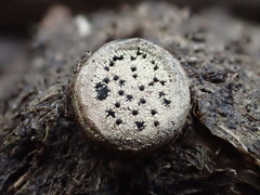 Poronia erici