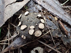 Poronia erici