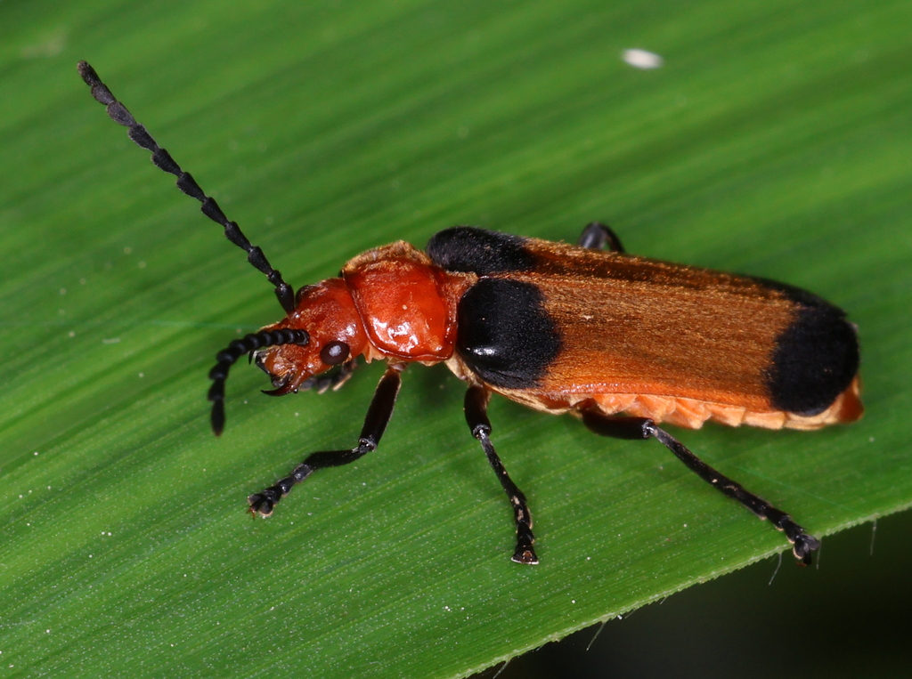 Sphaerarthrum mastersii