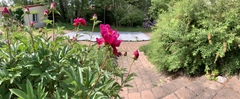Paeonia