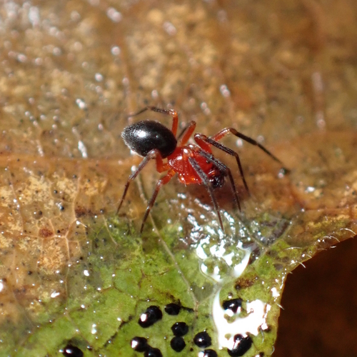 Walckenaeria auranticeps
