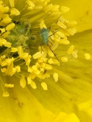 Papaver croceum