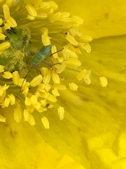Papaver croceum