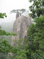 Pinus hwangshanensis
