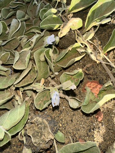 Image of Jacquemontia sandwicensis by (c) Nick T., some rights reserved (CC BY-SA)