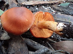 Cortinarius austrocinnabarinus