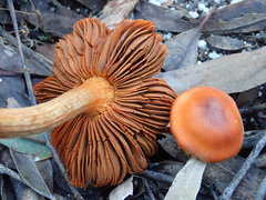 Cortinarius austrocinnabarinus
