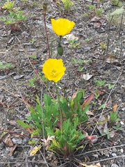 Papaver croceum