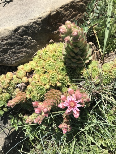Sempervivum caucasicum