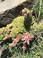 Sempervivum caucasicum