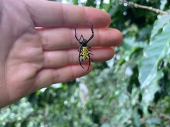 Micrathena zilchi