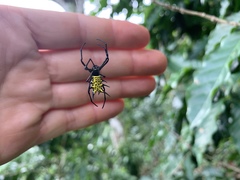 Micrathena zilchi