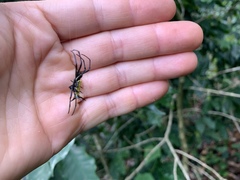 Micrathena zilchi