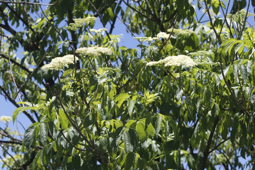 Image of Sambucus peruviana by (c) Clara (Clari), some rights reserved (CC BY-SA)