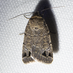 Anorthodes triquetra