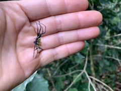 Micrathena zilchi