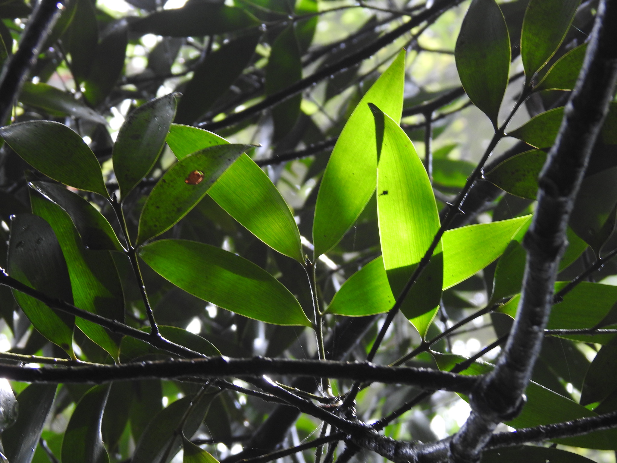 Brown Podocarp (Nageia wallichiana)
