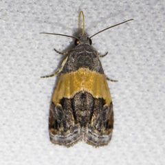 Tripudia balteata