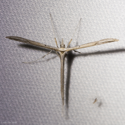 Snout Plume Moth photo 5