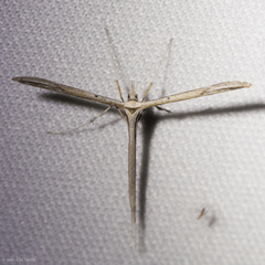 Hellinsia longifrons