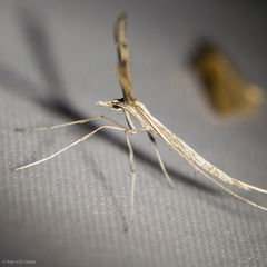 Hellinsia longifrons