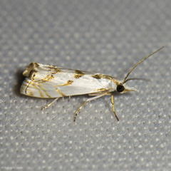 Microcrambus copelandi