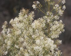 Grevillea paniculata