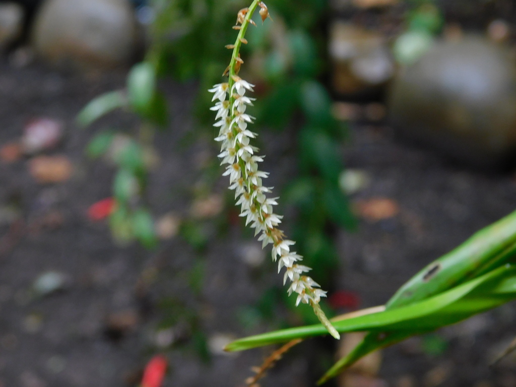 Coelogyne cornuta