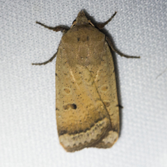 Abagrotis orbis