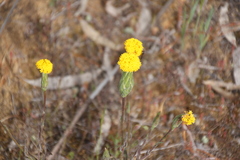 Podotheca gnaphalioides