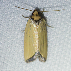 Pseudomarimatha flava