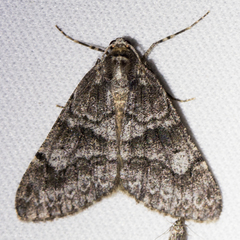 Galenara