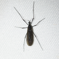 Eugnophomyia