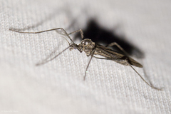 Eugnophomyia