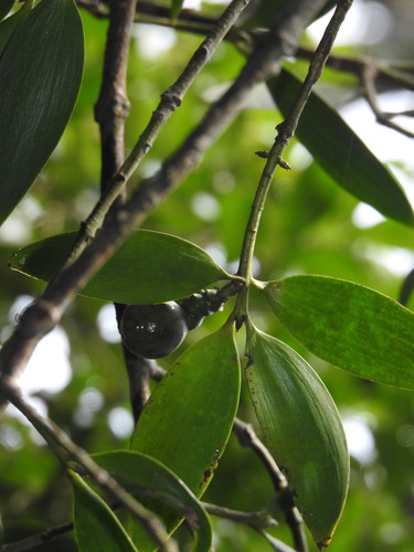 Image of Nageia wallichiana by no rights reserved