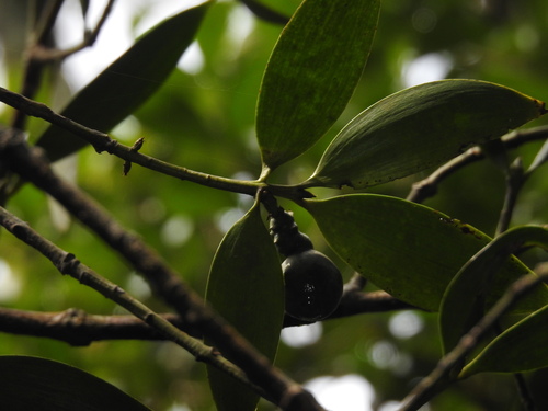Image of Nageia wallichiana by no rights reserved
