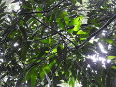 Nageia wallichiana