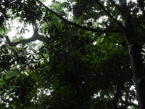 Image of Nageia wallichiana by no rights reserved