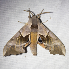 Smerinthus saliceti