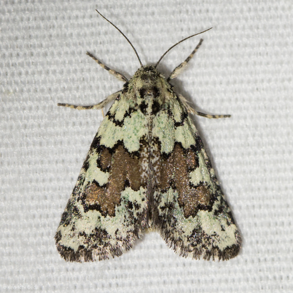 Cryphia sarepta