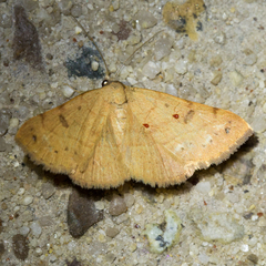 Hemeroplanis punitalis