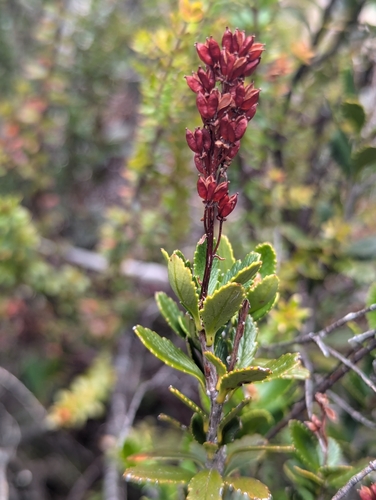 Tetracarpaea tasmannica (Tetracarpaea tasmannica)